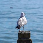 画江湖之天katzen 在线观看:畅享精彩剧情与角色魅力的动画盛宴 aynp5w9eo