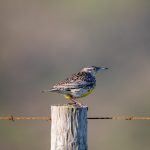 私密教学180话:探索内心深处的秘密与成长之旅 eyr3s